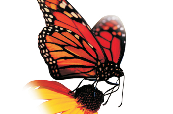 Waterless Offsetdruck